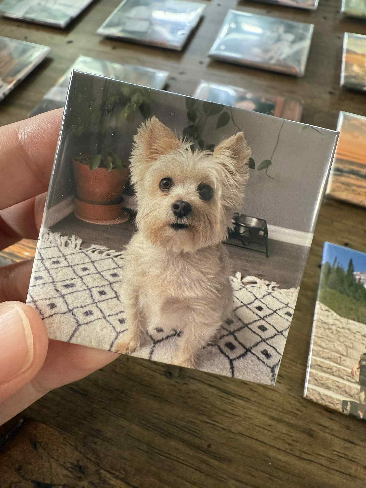 a picture of a small yorkie mix being cute for a magnet