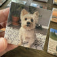 a picture of a small yorkie mix being cute for a magnet