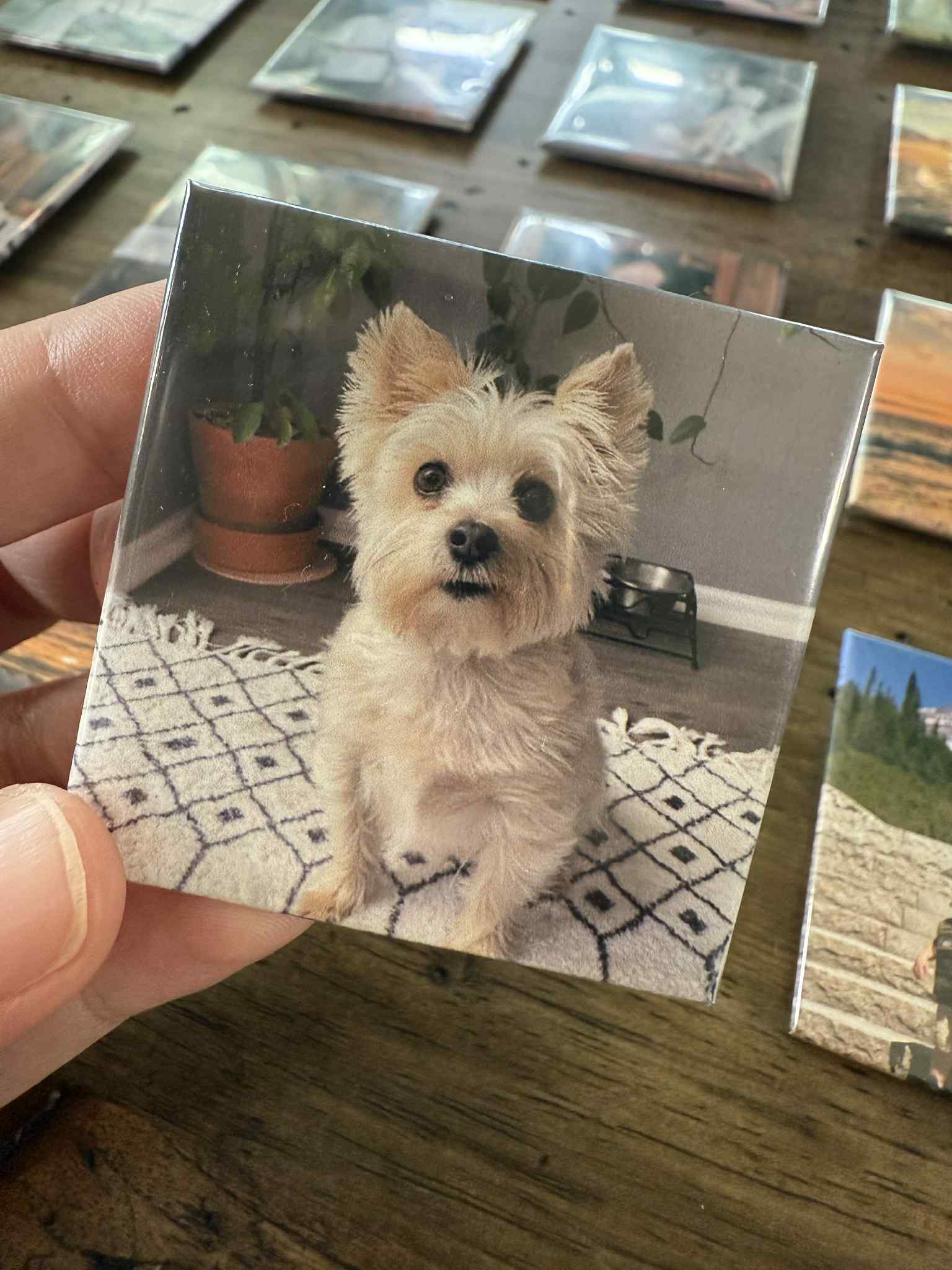 a picture of a small yorkie mix being cute for a magnet